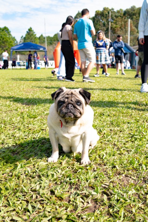 Foto do Pugnic 2026